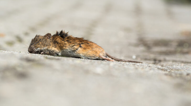 C’est quoi la dératisation biologique